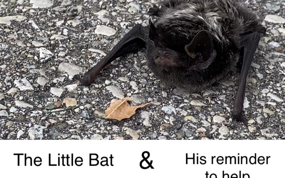 The Little Bat & His Reminder To Help