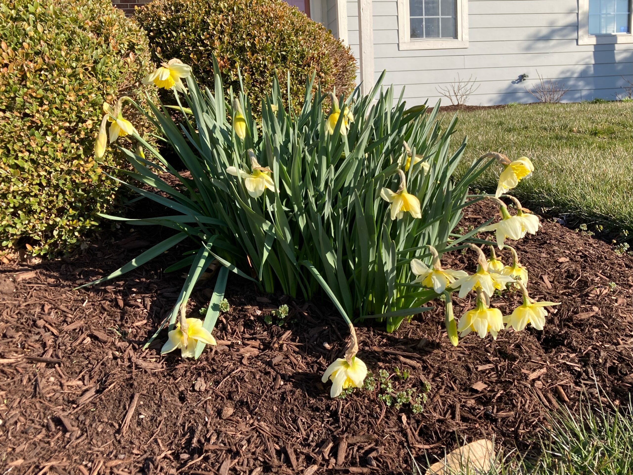 Slumping over daffodil flowers outside