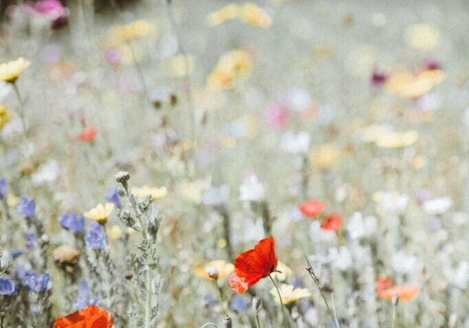 Wildflowers in a field